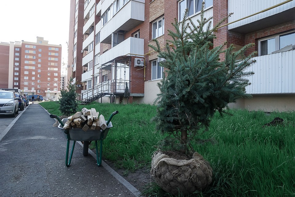 В Новой Самаре высаживают голубые ели Фото: Светлана МАКОВЕЕВА