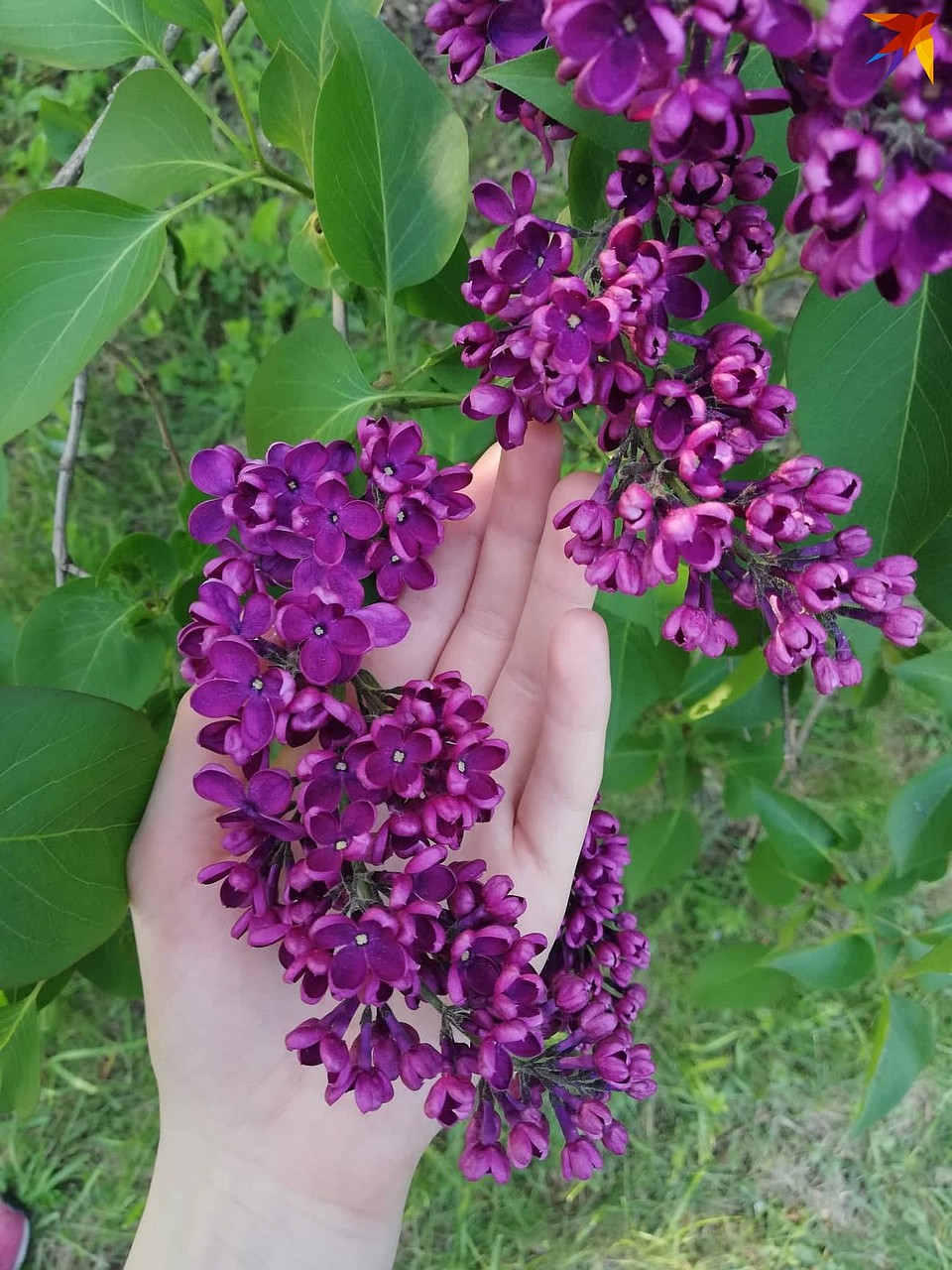 Спешите увидеть, пока не отцвела! Фото: Алеся ДОБЫШ