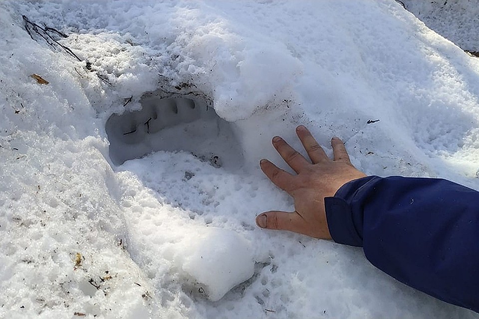 Кругом следы хищников. Фото: Ася ЖУКОВА