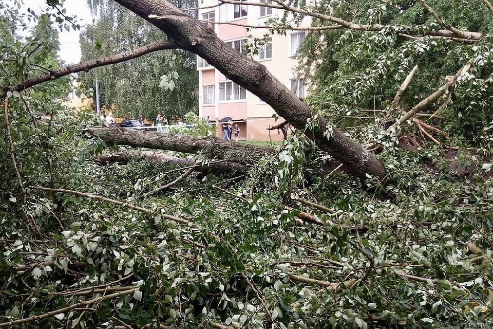 Грозовой ветер повалил деревья во дворах. Фото: МЧС.