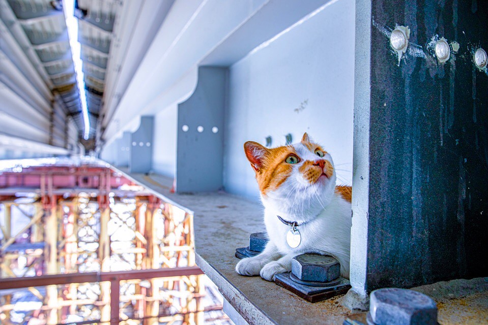 Мостик мечтает покорить космические вершины. Фото: Кот Моста/VK