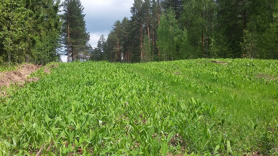 Медведский бор был объявлен памятником природы регионального значения еще в 1981 году. Фото: Официальная страница Проекта «Жемчужина в ожерелье» "ВКонтакте"