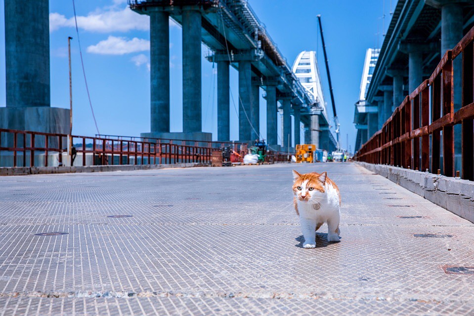 Котоконтроль в действии. Фото: Кот Моста/VK