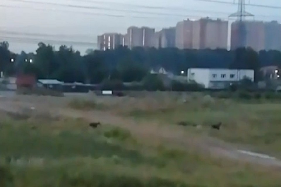 Лоси быстро пробежали по ночному городу Фото: Кадр видео