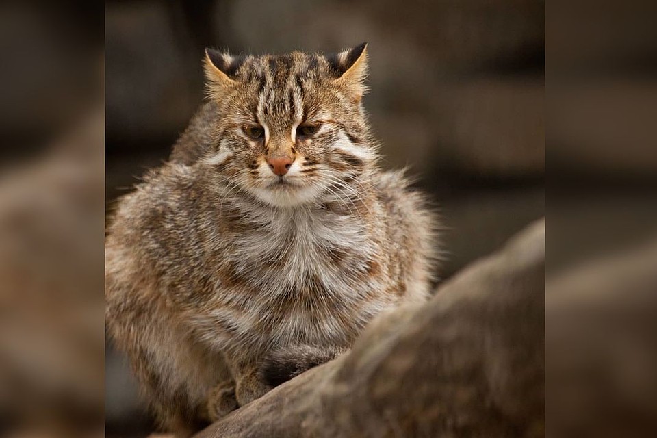 Кошки разъехались по разным зоопаркам. Фото: instagram.com/nskzoo.