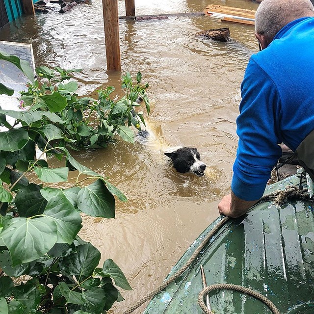 Охотничьи собаки воды не боятся - Тимофей МУДРАК