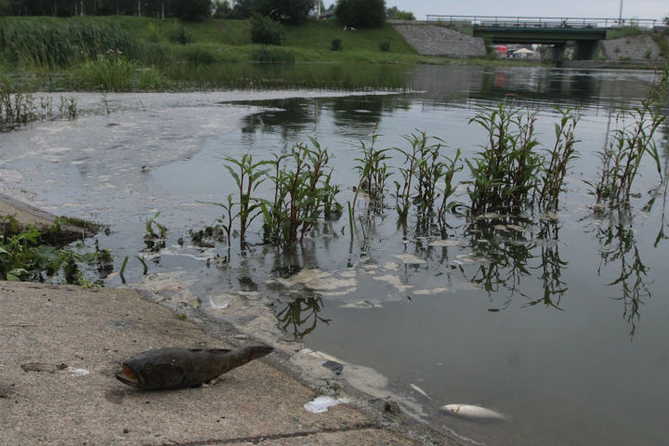 Возможно, рыбы попросту задохнулись в теплой воде, где много водорослей Фото: Юлия ПЫХАЛОВА