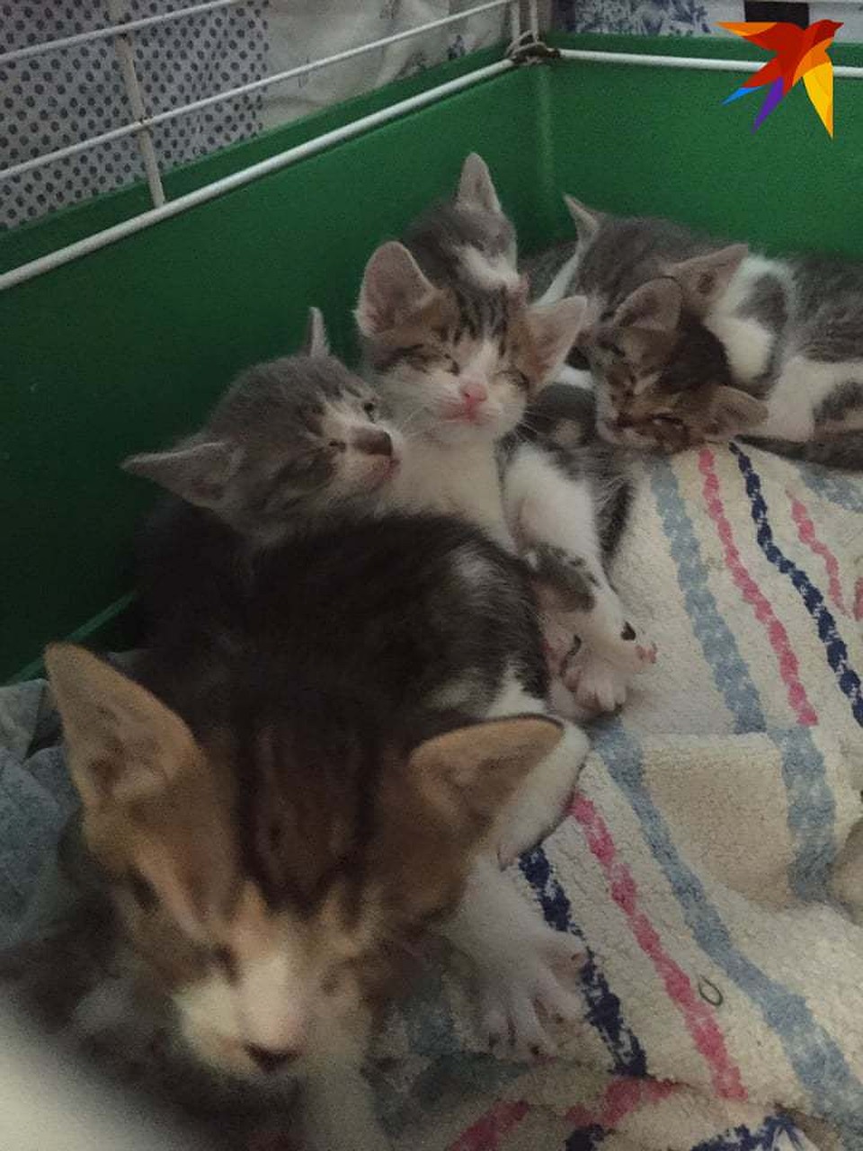 Сейчас котята на передержке у неравнодушной женщины. Фото предоставлено героем материала.