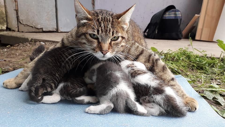 26-летний парень не смог пройти мимо котят и их мамы. Фото: Facebook