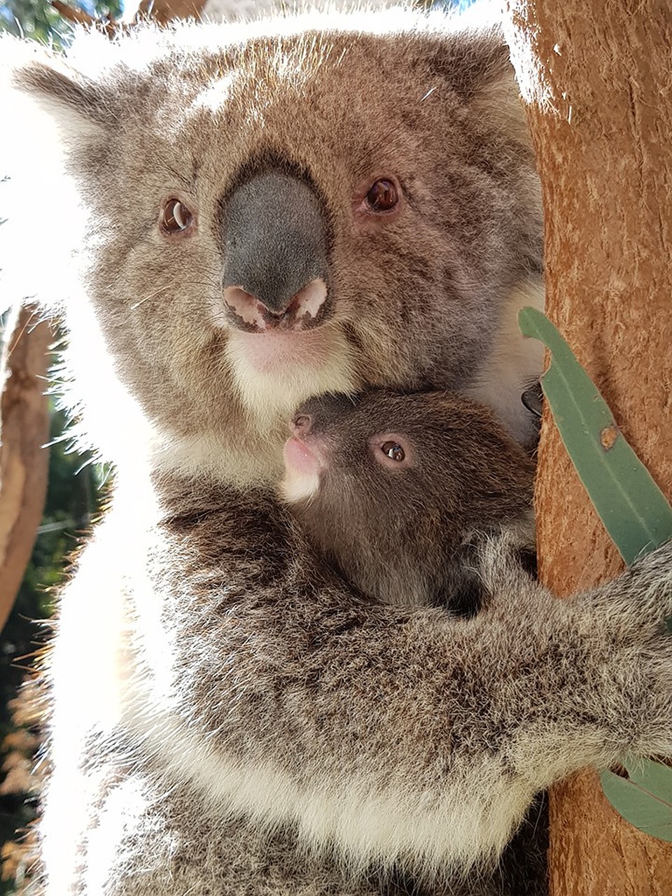 Snuggles