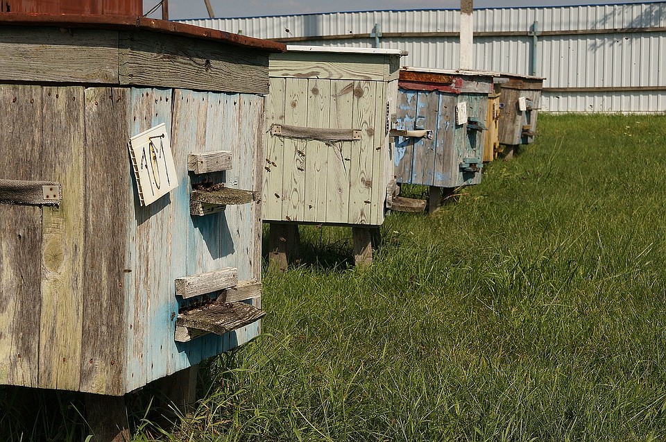 На колхозной пасеке живут 120 семей пчел Фото: Павел МИЦКЕВИЧ