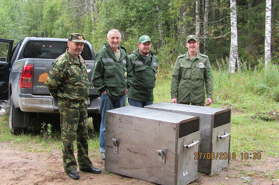 Медвежата вернулись в лес Фото: департамент по охране, контролю и регулированию использования объектов животного мира Вологодской области