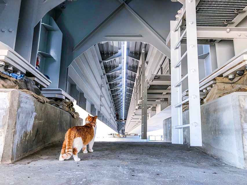 У каждой опоры должно быть красивое имя. Фото: Кот Моста/VK