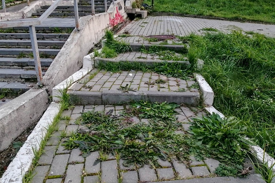 Трава пробивается даже сквозь брусчатку. ФОТО: группа "Кстати"