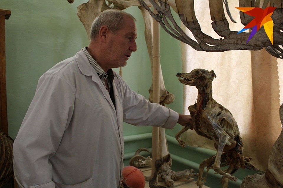 Для сохранения размеров и объемов внутренних органов, ученый наполняет их монтажной пеной. Фото: Анна ГРЕБЕНКИНА