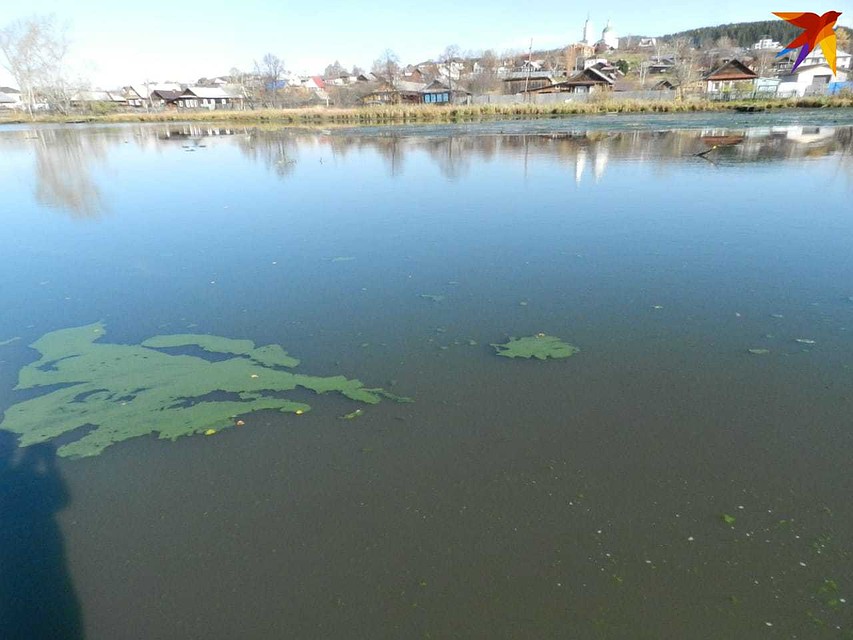 Зеленые пятна расползлись по всей поверхности водоема. Фото: читательница "КП"
