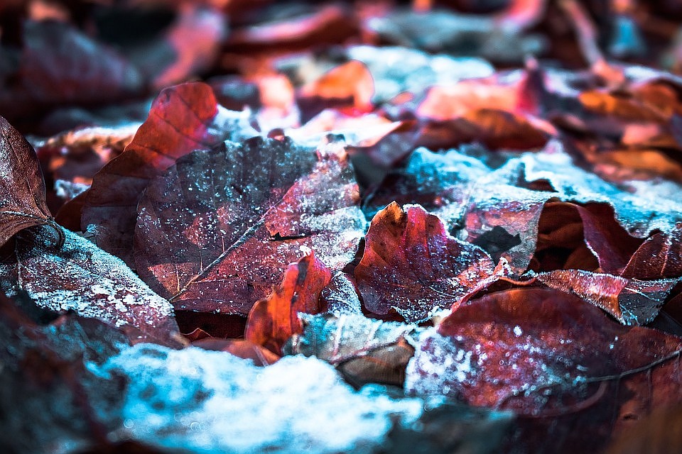 Фото: PIXABAY