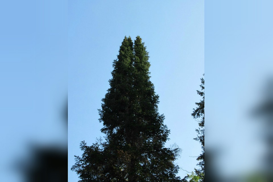 На первый взгляд может показаться, что это три дерева, плотно стоящих рядом. На самом же деле, ель одна. Только с тремя «головами». Прямо «Дендрогорыныч» какой-то. Этому дереву порядка 130 лет. Фото: Заповедник «Нургуш»