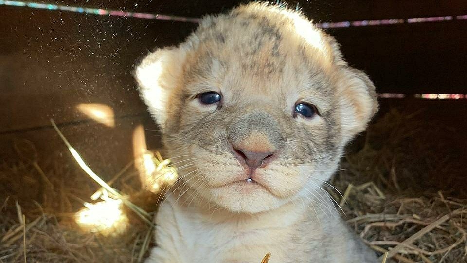 Один из очаровательных самцов. Фото: предоставлено зоопарком "Садгород"