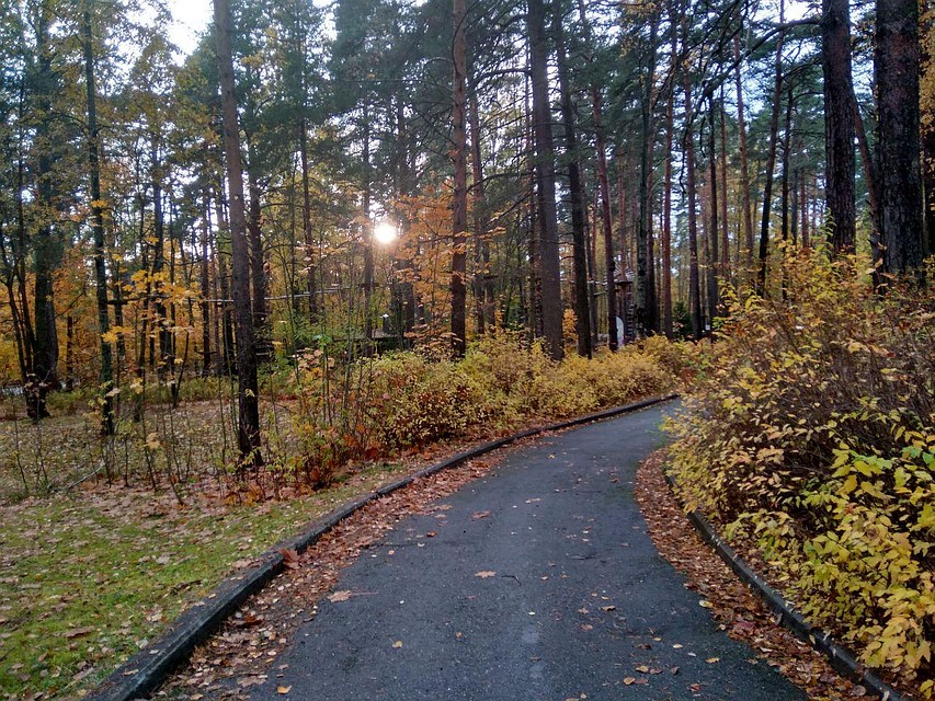 Осень— время прогулок и распространения вирусов Фото: Екатерина Семенова