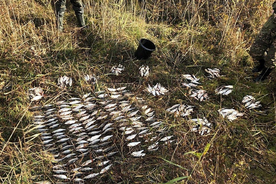 Нарушитель выловил сетями около 38 килограммов рыбы. Фото: gosinspekciya.gov.by.