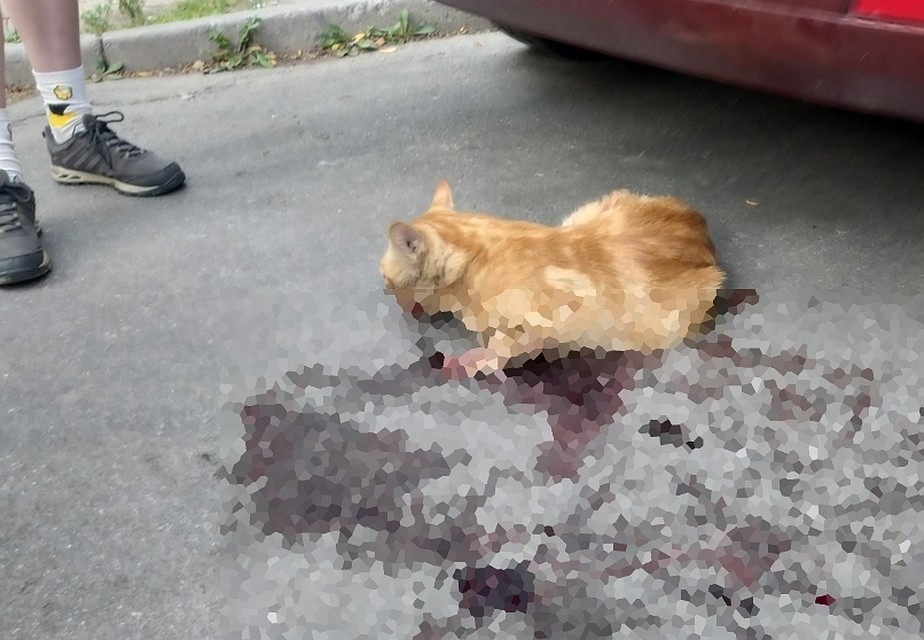 Едва живого кота нашли практически всмятку. Фото: pikabu.ru/story