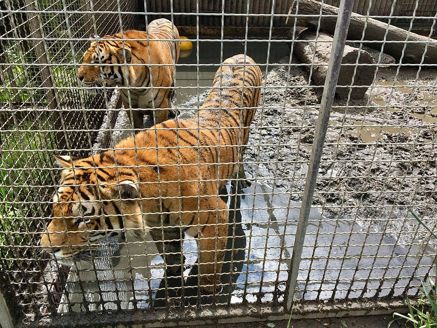 Тиграм из зоопарка в Познани придется потесниться, если все же удастся перевезти истощенных тигров с границы. Фото: Zoo Poznań Official Site