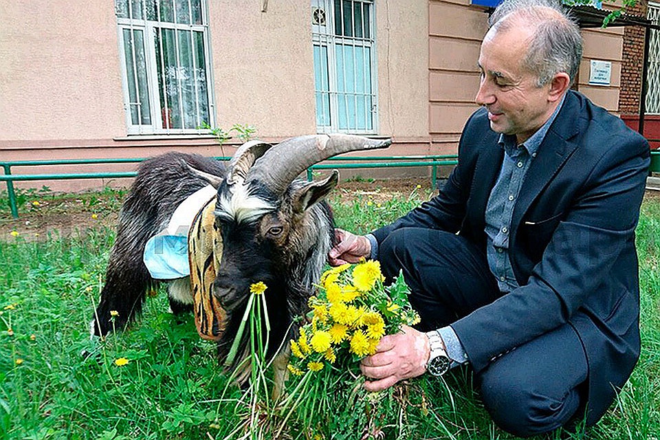 После трепки козлу пришлось восстанавливаться Фото: Приморский сафари-парк