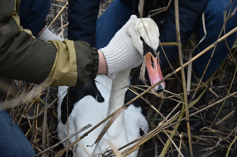 На время лебедя поместили в профильное учреждение, предложившее приют. Фото Александра Зубарева