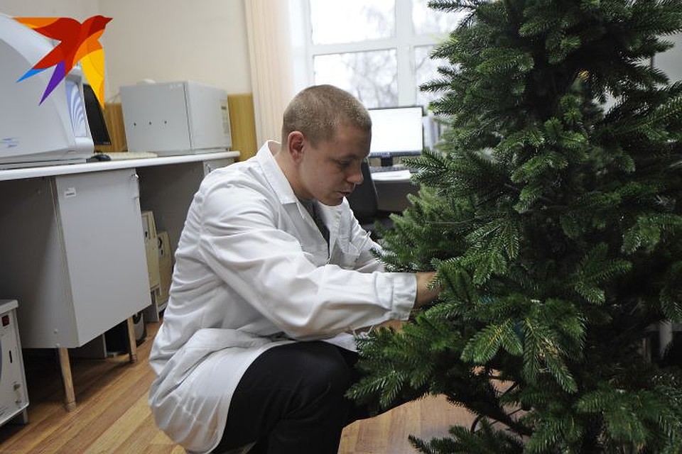 Всего в екатеринбургскую лабораторию привезли семь таких елок от разных российских производителей. Фото: Алексей БУЛАТОВ