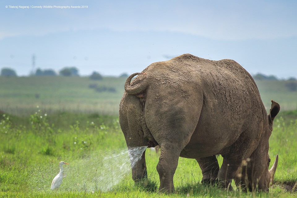 Фото: Tilakraj Nagaraj/The Comedy Wildlife Photography Awards 2019