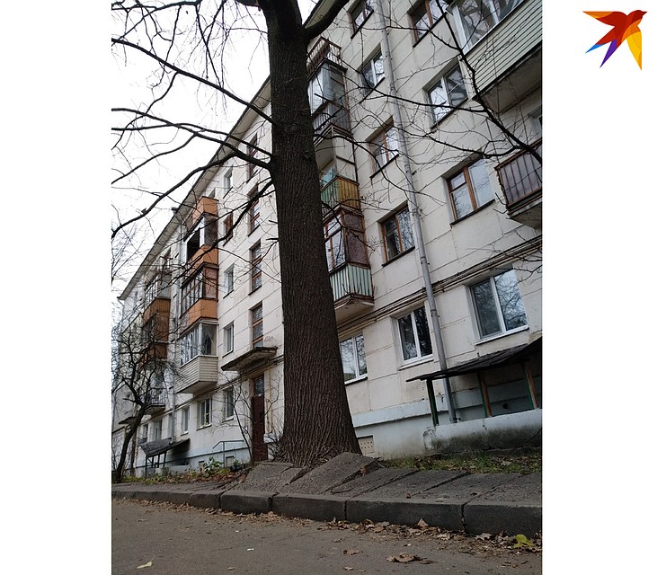 За 53 года дерево стало выше пятиэтажного дома. Фото: Виктор ПАЖИТОК