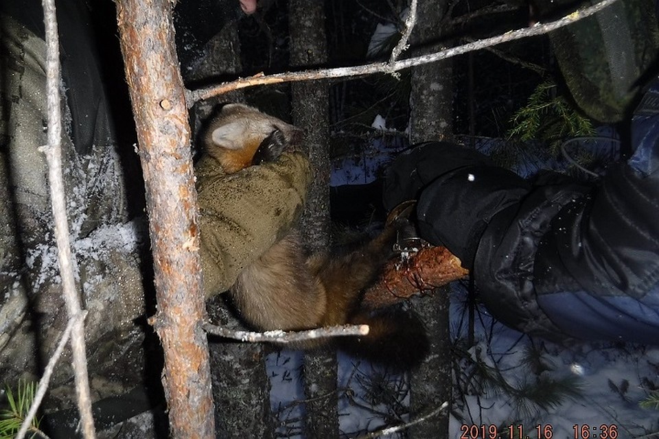 Фото с сайта Природнадзора Югры