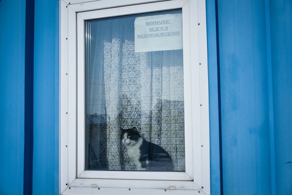 Котик - глаза, уши и талисман пожарной части. Фото: Алена МАРТЫНОВА