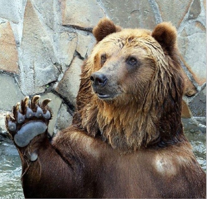 За время зимы они похудеют на сотню килограммов. ФОТО: https://www.moscowzoo.ru/