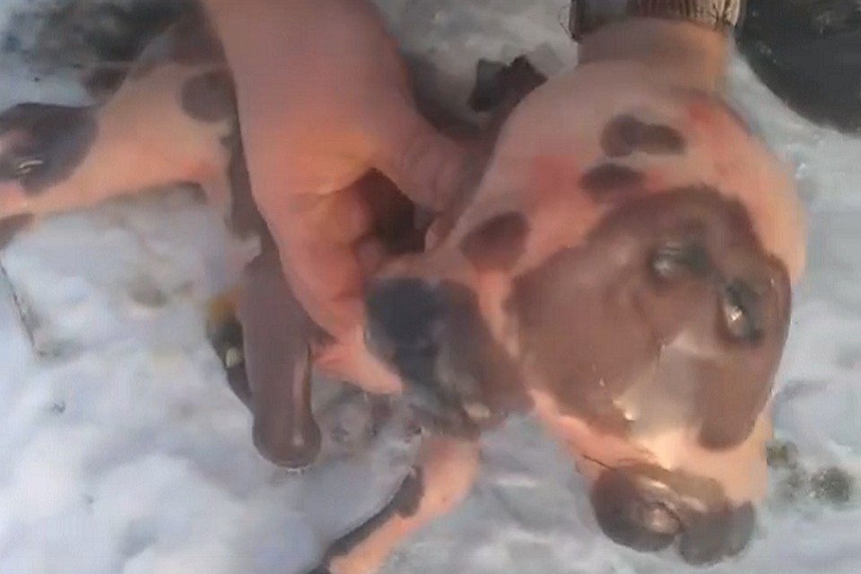 Теленок испугал жителей села. Скрин с видео