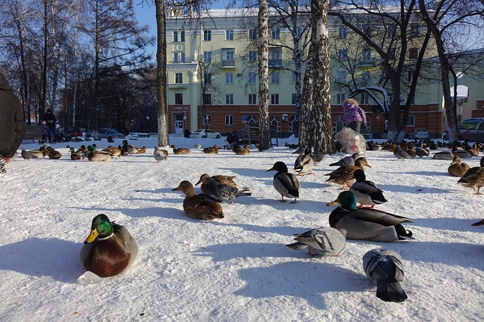 Немножко уточек. Фото: Галина ШЕЛГАЧЕВА