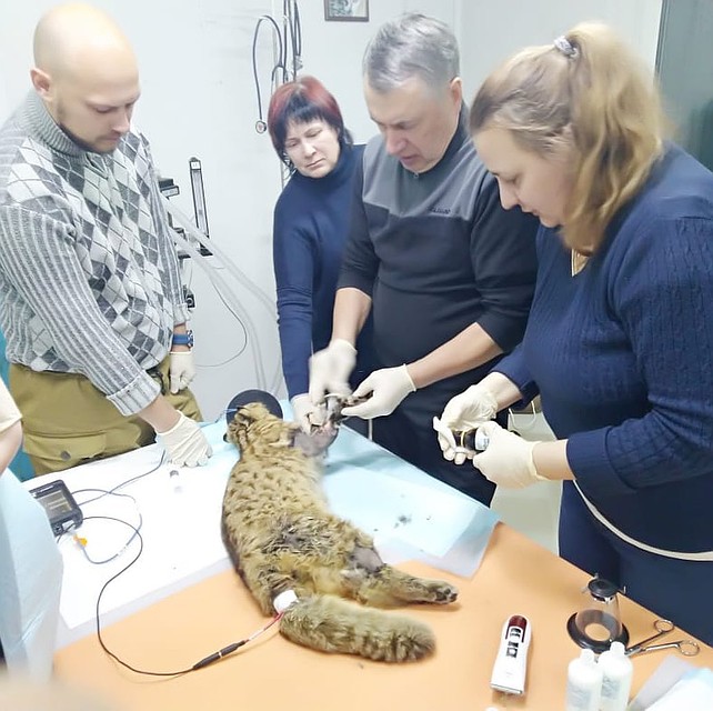 Краснокнижному лесному хищнику сделали операцию. Фото: МРОО «Центр «Тигр»