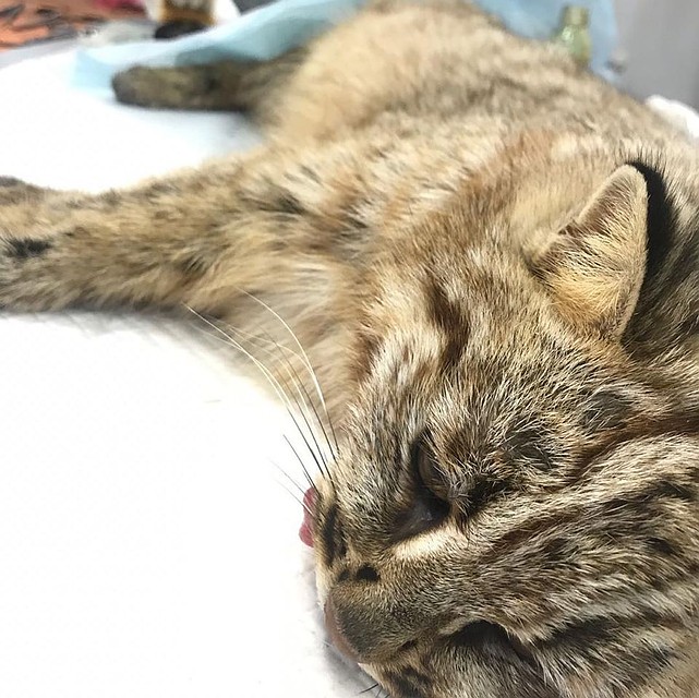 Кошка сейчас отходит от наркоза. Фото: МРОО «Центр» Тигр»