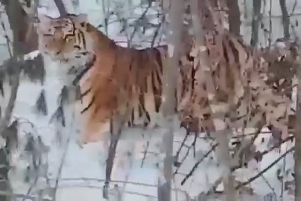 Скриншот видео