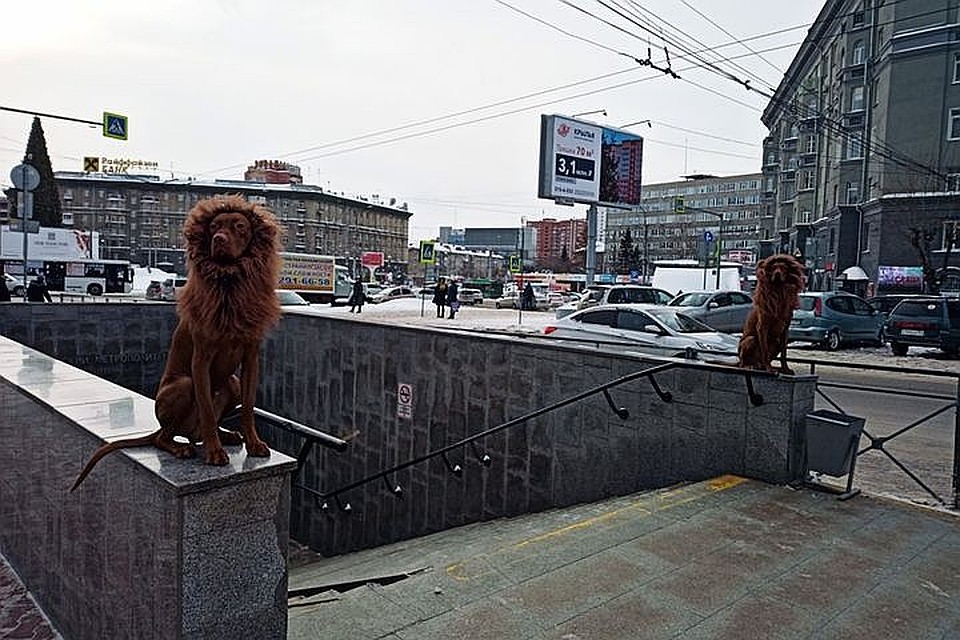 Послушные псы спокойно позировали на парапете. Фото: Николай Якуб