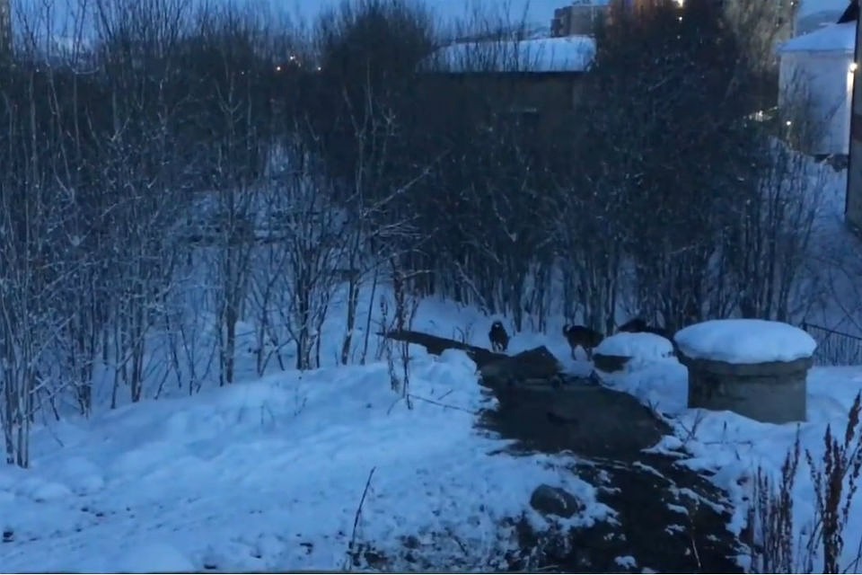 Из теплокамеры вытащили трех взрослых собак. Фото: скриншот видео