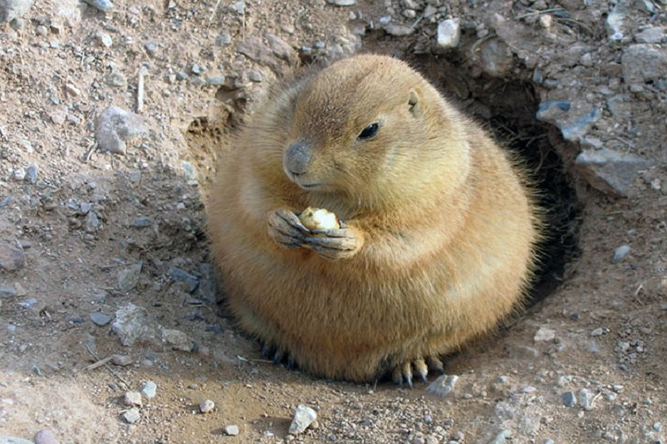 Это наш молдавский сурок - американская луговая собачка (Фото: simple-fauna.ru).