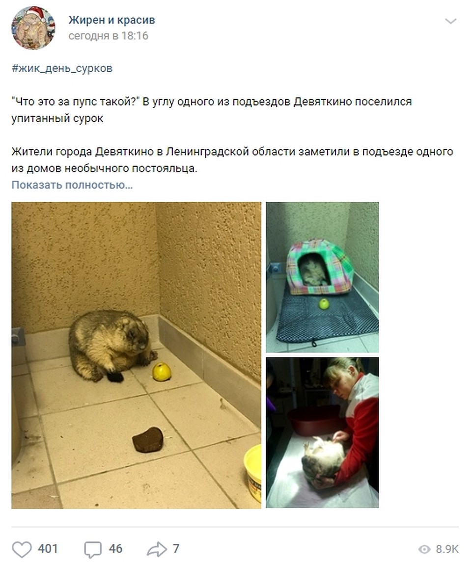 Судя по лайкам, животному умилились не только жильцы подъезда, но и многие россияне. Фото: vk.com/fatandfabulous