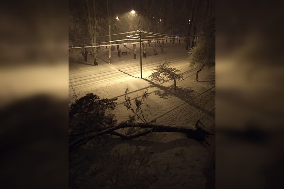 Дончане выкладывают в соцсети фотографии упавших деревьях и негодуют из-за непогоды. Фото: vk.com / Елена Подобреева