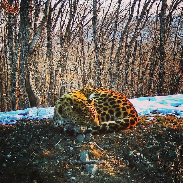 На охоту леопард выходит ночью. Фото: ФГБУ «Земля леопарда»