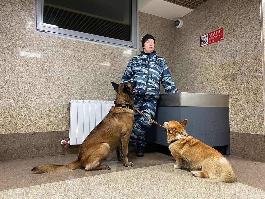 На службе корж несколько раз делает обходы по вокзалу, выезжает на обыски, в нарколаборатории или подозрительные квартиры. Фото: Ольга АЛЕКСЕЕВА