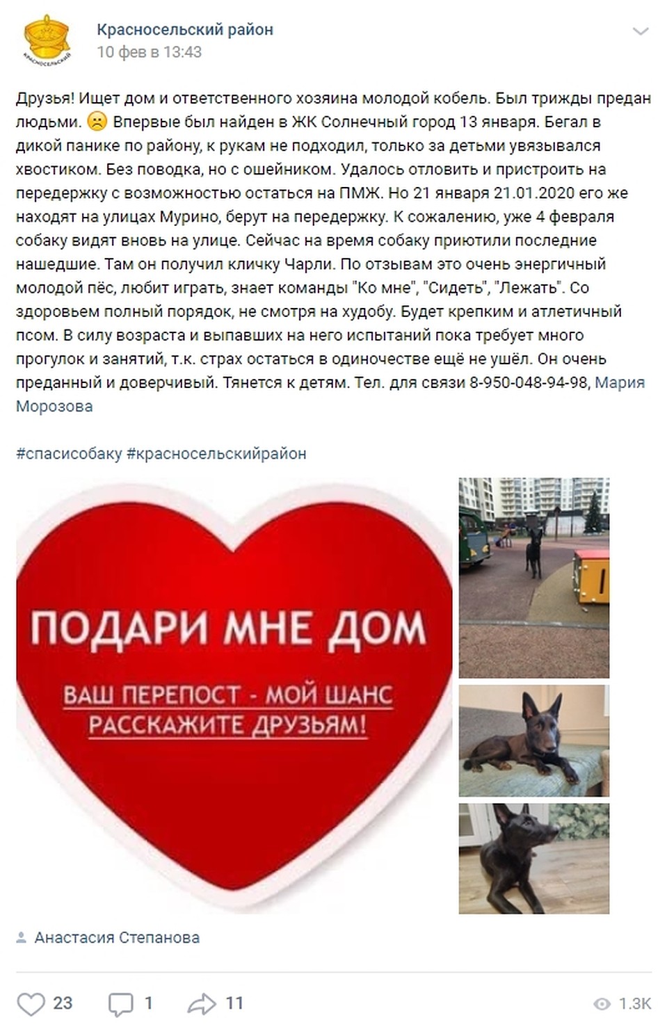Чарли почти неделю ждет новых любящих хозяев. Фото: vk.com/krasnosel_news