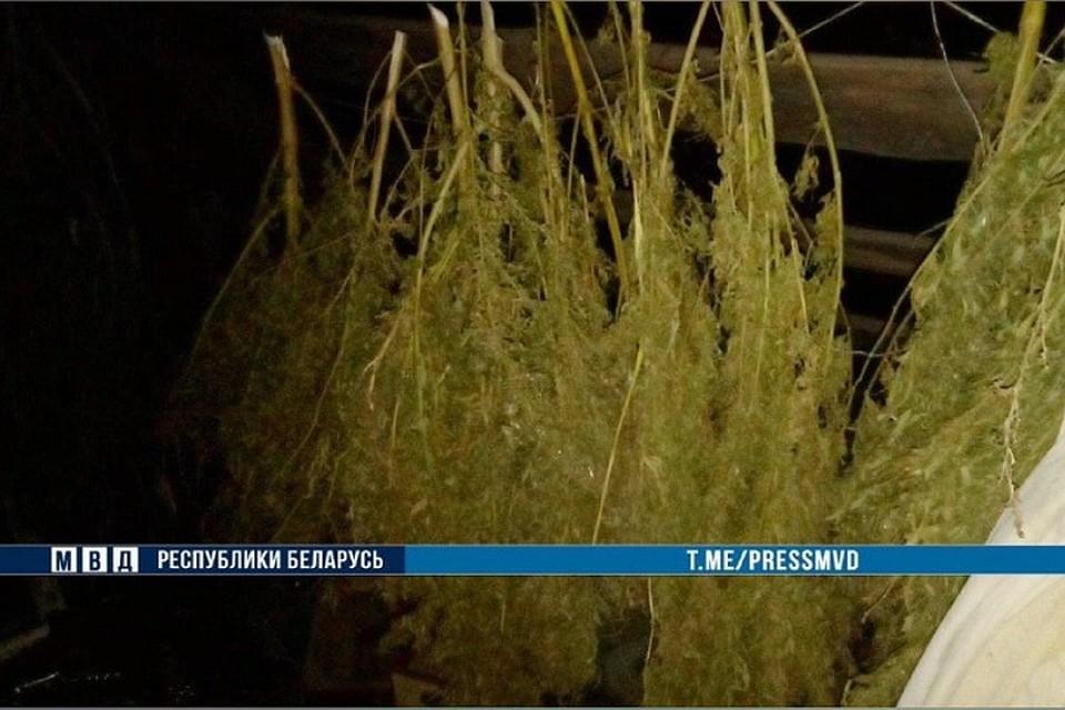 Всего у гомельчанина изъято более 12 килограммов марихуаны. Фото: МВД.
