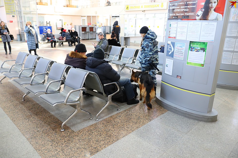 Паула ходит по залу ожидания и тщательно обнюхивает сумки. Учуяв подозрительный запах, она тут же садится. Фото: Амир Закиров